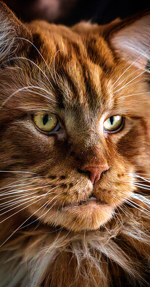 Photographies animalières — photographie verticale