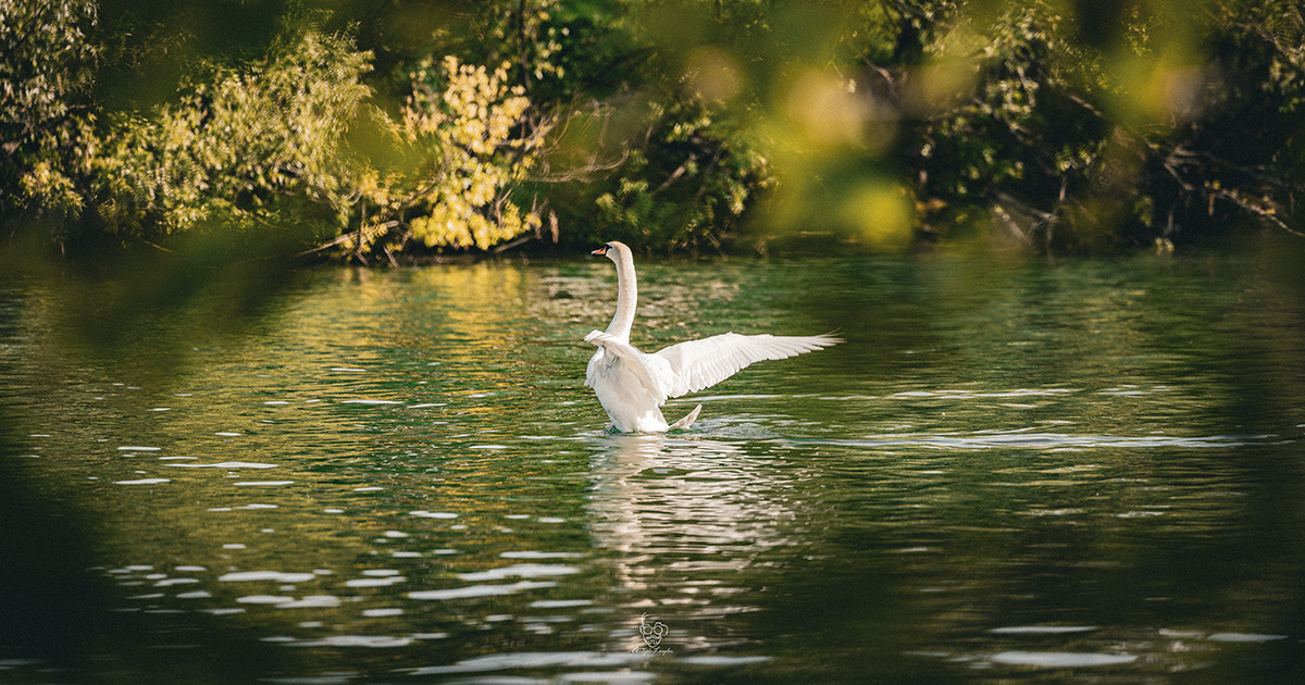 Photographie animalière